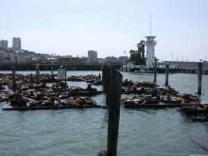 Seelwen, Pier 39, Fishermans Wharf, San Francisco, Kalifornien