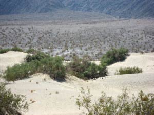 Highway 190, Mesquite Flats Sand Dunes, Death Valley, Kalifornien