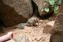 Eichhörnchen Zion National Park