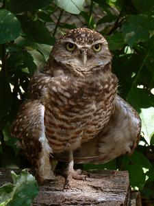 Kaninchenkauz (Burrowing owl)