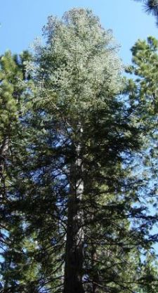 Kolorado-Tanne (white fir)