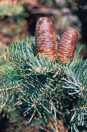 Kolorado-Tanne (white fir)