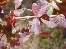 Gifteiche - Poison oak - Toxicodendron diversilobum