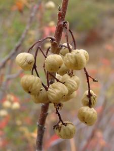 Gifteiche - Poison oak - Toxicodendron diversilobum