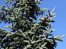 Pracht-Tanne - Red fir - Abies magnifica
