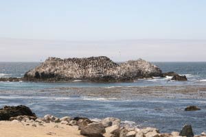 Bird Rock, 17-Mile Drive, Monterey, Kalifornien