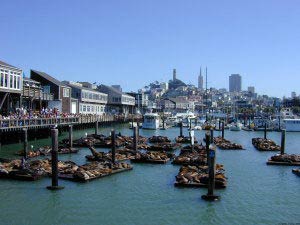 Fishermans Wharf, Pier 39, Seelwen, Coit Tower, Telegraph Hill, Transamerica Pyramid, San Francisco, Kalifornien