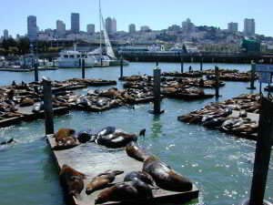 Seelwen, Pier 39, Fishermans Wharf, San Francisco, Kalifornien