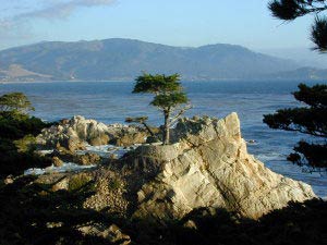 Lone Cypress, 17-Mile Drive, Monterey, Kalifornien