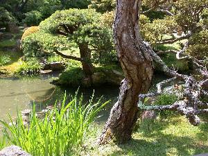 Japanese Tea Garden, Golden Gate Park, San Francisco, Kalifornien