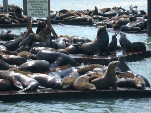 Seelwen, Pier 39, Fishermans Wharf, San Francisco, Kalifornien