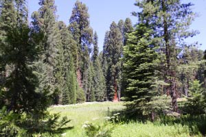 Big Trees Trail, Sequoia National Park, Kalifornien