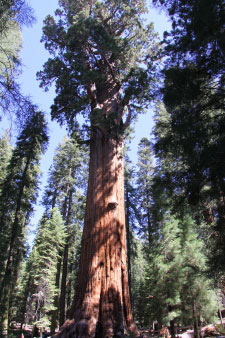 General Sherman Tree, Sequoia National Park, Kalifornien