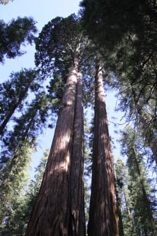 Giant Forest, Sequoia National Park, Kalifornien