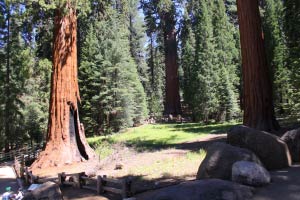 Giant Forest Sequoia National Park, Kalifornien