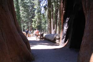 Giant Forest, Sequoia National Park, Kalifornien