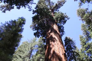 Giant Forest Sequoia
