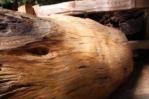 Giant Forest, Sequoia National Park, Kalifornien