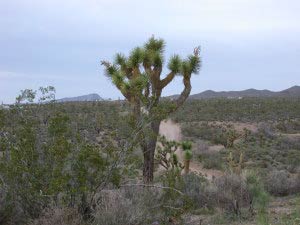 White Hills, Arizona