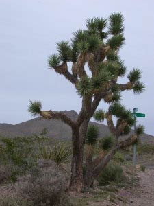 White Hills, Arizona