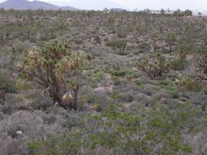 White Hills, Arizona