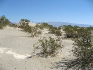 Mesquite Flats Sand Dunes, Death Valley, Kalifornien