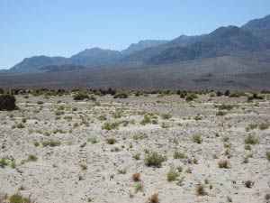 Devils Cornfield, Death Valley, Kalifornien