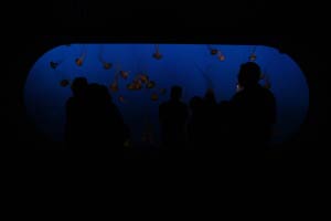 Monterey Bay Aquarium, Monterey, Kalifornien