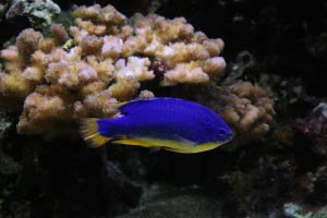 Monterey Bay Aquarium, Monterey, Kalifornien