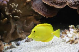 Monterey Bay Aquarium, Monterey, Kalifornien