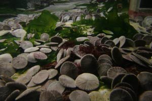 Monterey Bay Aquarium, Monterey, Kalifornien