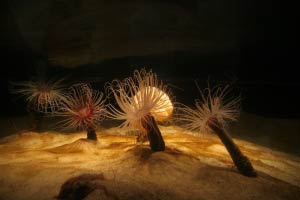 Monterey Bay Aquarium, Monterey, Kalifornien