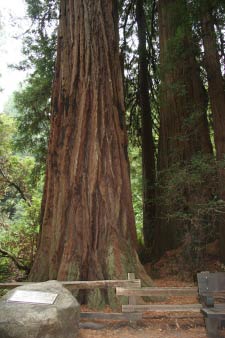 Pinchot Tree, Muir Woods, Kalifornien