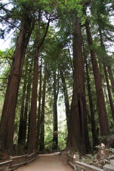 Muir Woods, Kalifornien