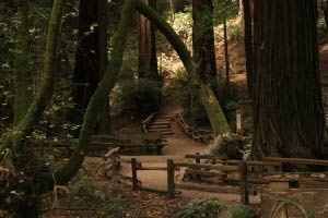 Muir Woods, Kalifornien