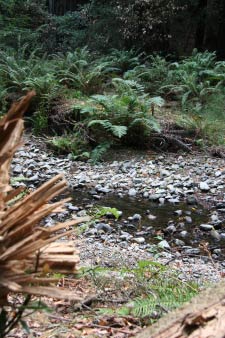 Redwood Creek, Muir Woods, Kalifornien