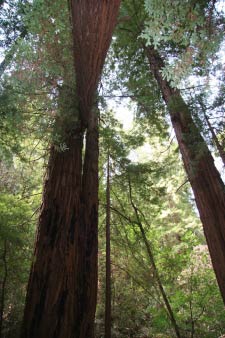 Muir Woods, Kalifornien