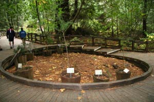 Muir Woods, Kalifornien