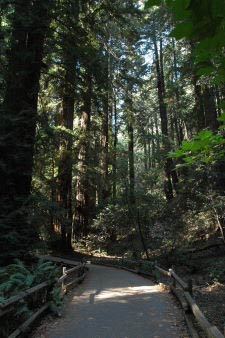 Muir Woods, Kalifornien