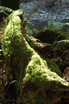 Muir Woods, Kalifornien