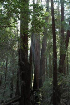 Muir Woods, Kalifornien