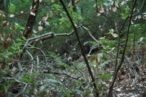 Muir Woods, Kalifornien