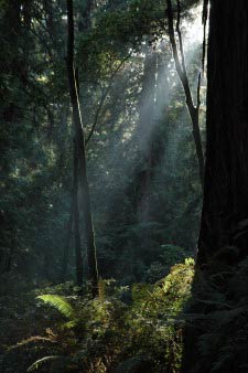 Muir Woods, Kalifornien