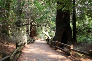 Muir Woods, Kalifornien