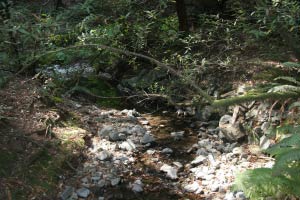 Redwood Creek, Muir Woods, Kalifornien