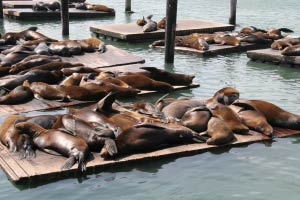 Seelwen, Pier 39, Fishermans Wharf, San Francisco, Kalifornien