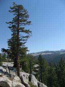 Tioga Pass, Yosemite, Kalifornien