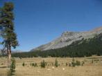 Dana Meadows, Mount Dana, Tioga Pass, Yosemite, Kalifornien