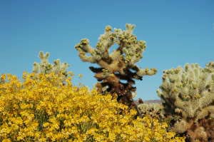 Cholla Cactus Garden, Joshua Tree Nationalpark, Kalifornien