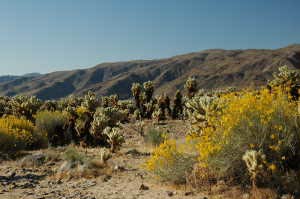 Cholla Cactus Garden